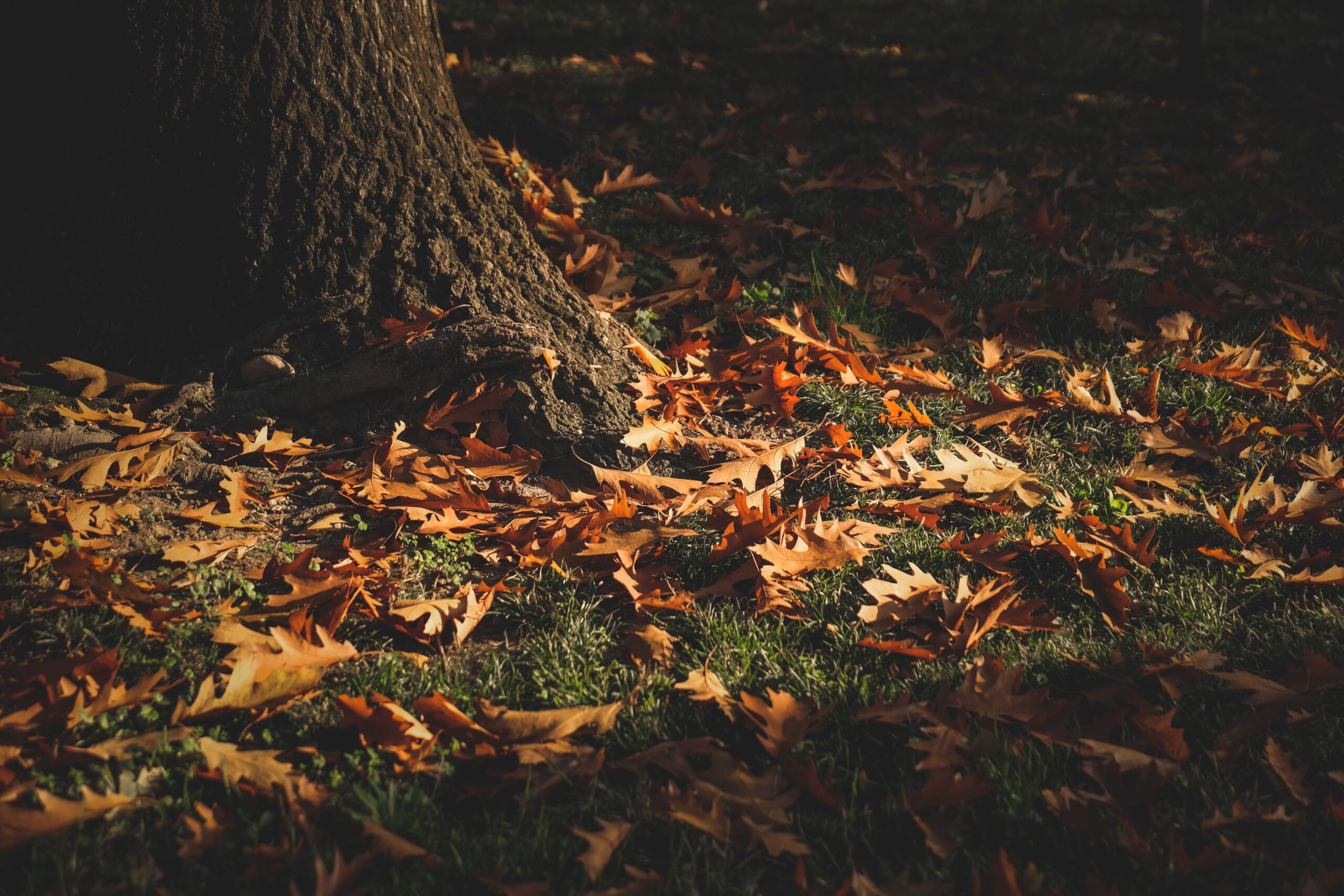 Tantes realitats com pupil·les (part II)